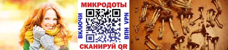 Псилоцибиновые грибы Psilocybine cubensis  купить наркотики сайты  Николаевск 